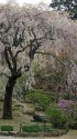 京の桜