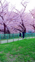 桜の季節に・2