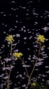 菜の花と桜の花筏