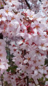 満開の枝垂れ桜