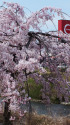 満開の枝垂れ桜