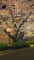 京の夜桜