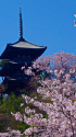 三渓園 三重塔と桜