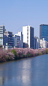 外堀の桜並木