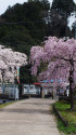 満開の枝垂れ桜