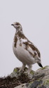 常念岳のチビ雷鳥12
