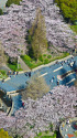 山下公園 見下ろす桜