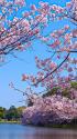 三渓園 大池と桜