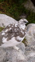 前常念岳の雄雷鳥2