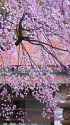 茶室としだれ桜