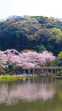 三渓園 春景色