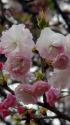 桜:松月