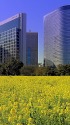 満開の菜の花