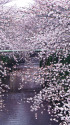 目黒川を彩る桜