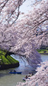 千鳥ヶ淵 満開の桜