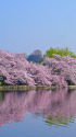 不忍池の桜並木