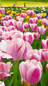 チューリップ