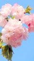 桜:関山