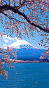 富士山と桜