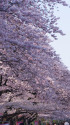 上野公園の桜