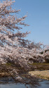 久々利川の桜