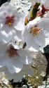 久々利川の桜