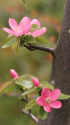花梨の花