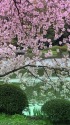 水辺の八重桜