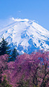富士山としだれ桜