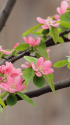 花梨の花