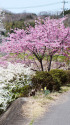 久々利川沿いの桜