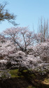 久々利川沿いの桜