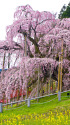 三春の滝桜