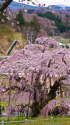 見下ろす滝桜