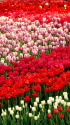 チューリップが満開