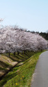 久々利川沿いの桜