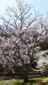 久々利川沿いの桜