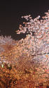 夜桜