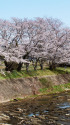 久々利川沿いの桜