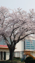 小学校の桜