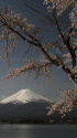 富士山に桜