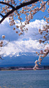富士山と桜