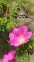 ハマナスの花