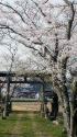 八幡神社の桜