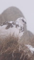 燕岳の雄雷鳥2