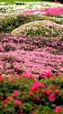 ツツジ園にて