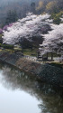 小渕ダム公園の桜
