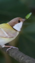 白いシジュウカラ260