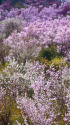 福島の桃源郷 花見山公園