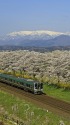 白石千本桜を行く